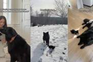 German Shepherd puppy video