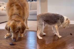 Golden Retriever bug video