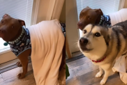 Husky Pitbull video