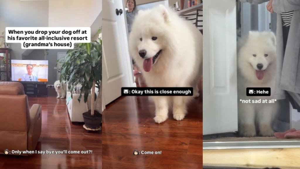 dog grandma house video