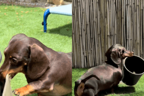 Dachshund toys video