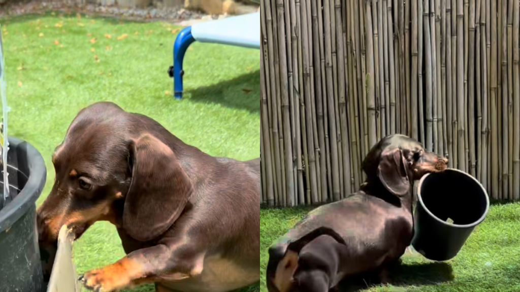 Dachshund toys video