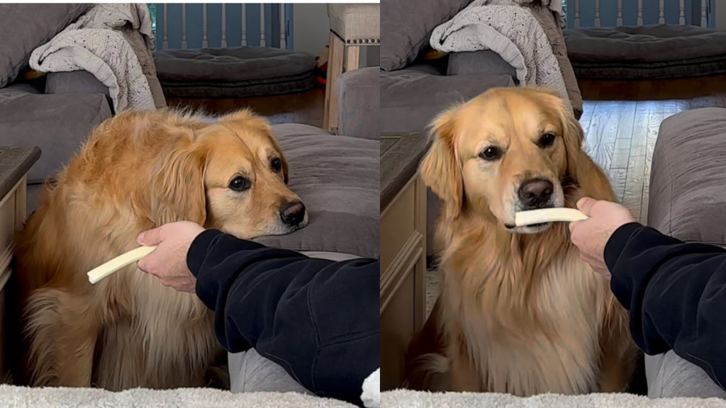 Golden Retriever cheese video