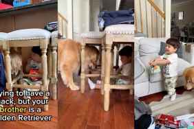 Golden Retriever toddler snacks video