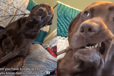 funny dog video