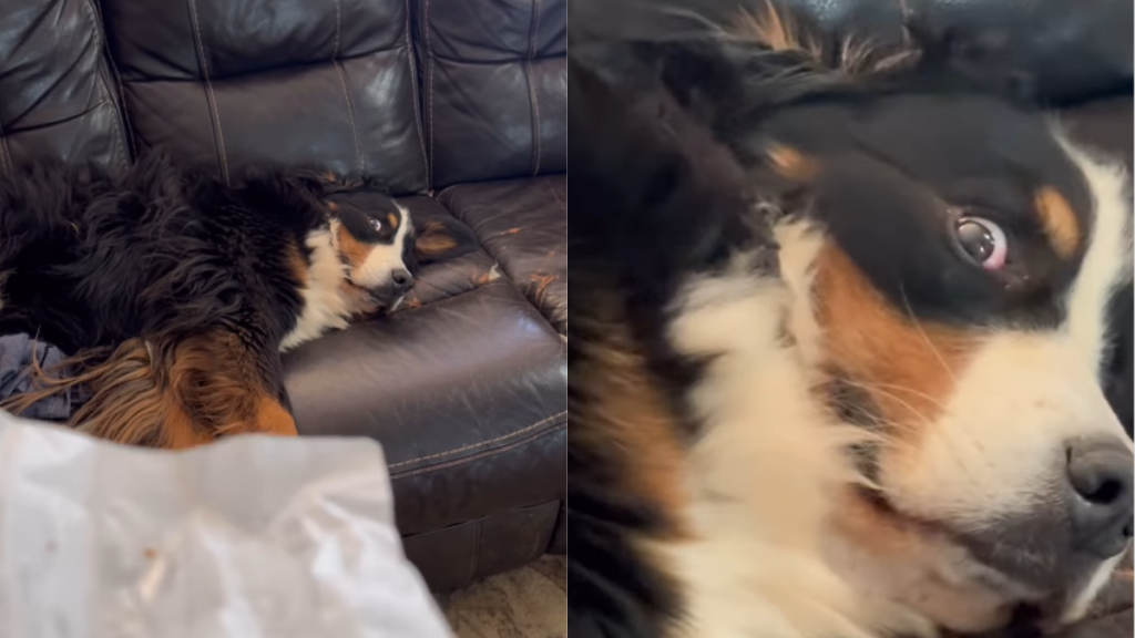 funny dog video