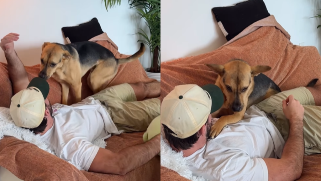 emotional dog video