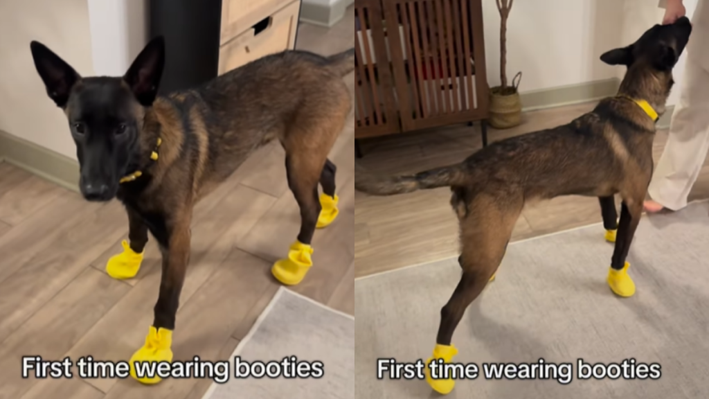 funny dog video