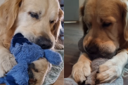 Adorable dog video