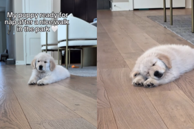adorable dog video