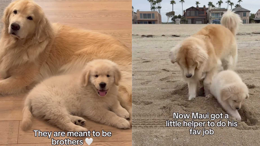 adorable dog video
