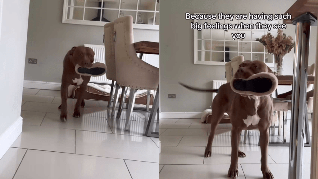 adorable dog video