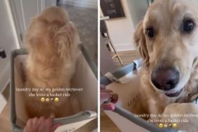 Golden Retriever laundry video