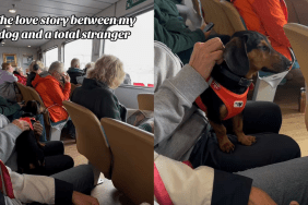 adorable dog video