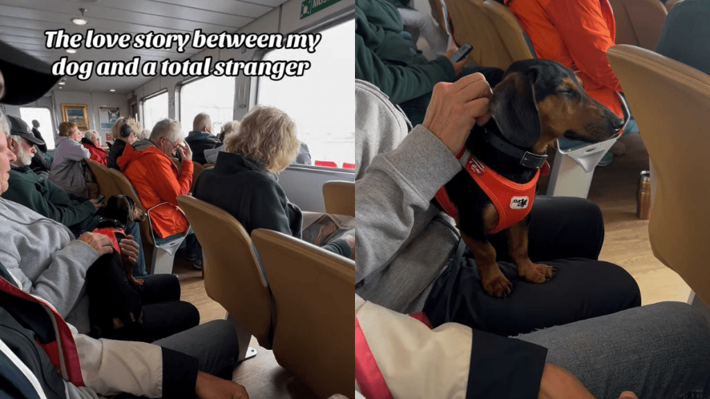 adorable dog video