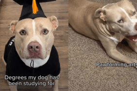 funny dog video