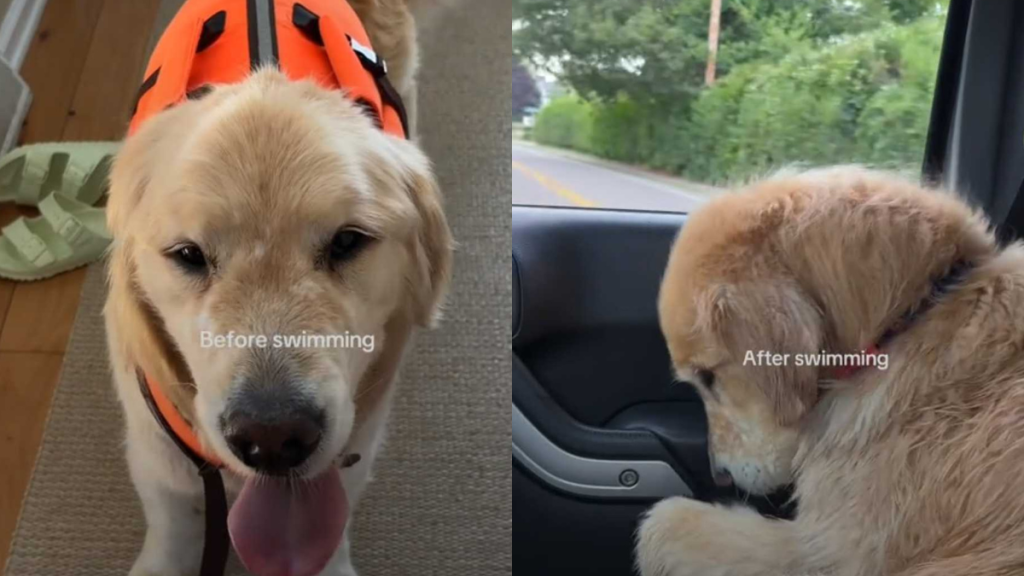 adorable dog video