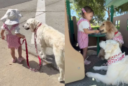 adorable dog and toddler video