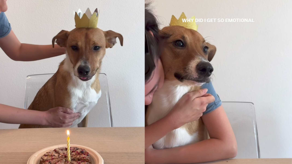 emotional dog video