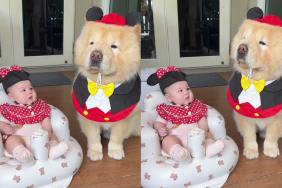 adorable dog video