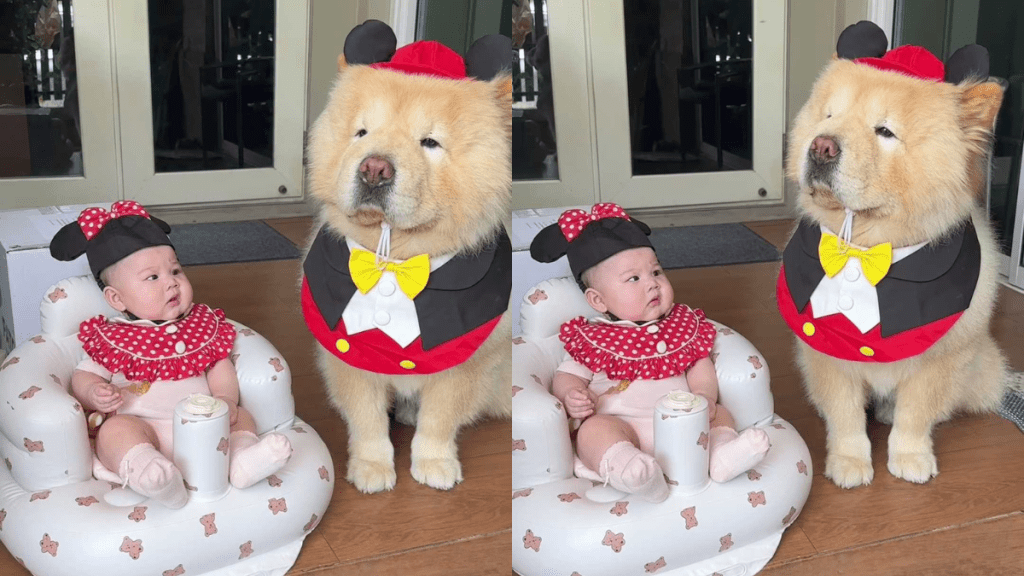 adorable dog video