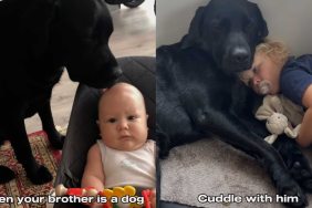 adorable dog and baby video