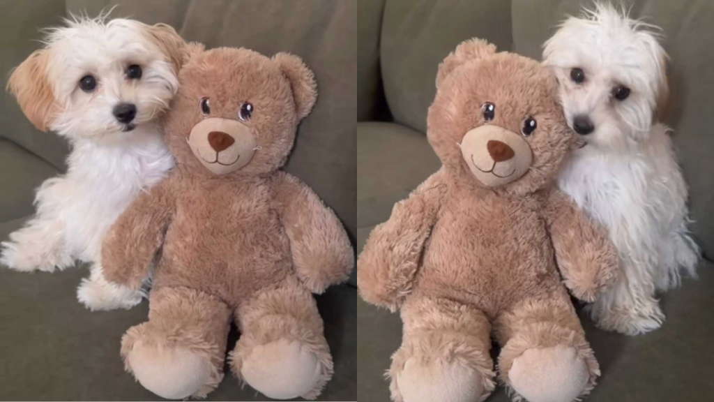 adorable dog video