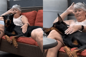 funny dog video