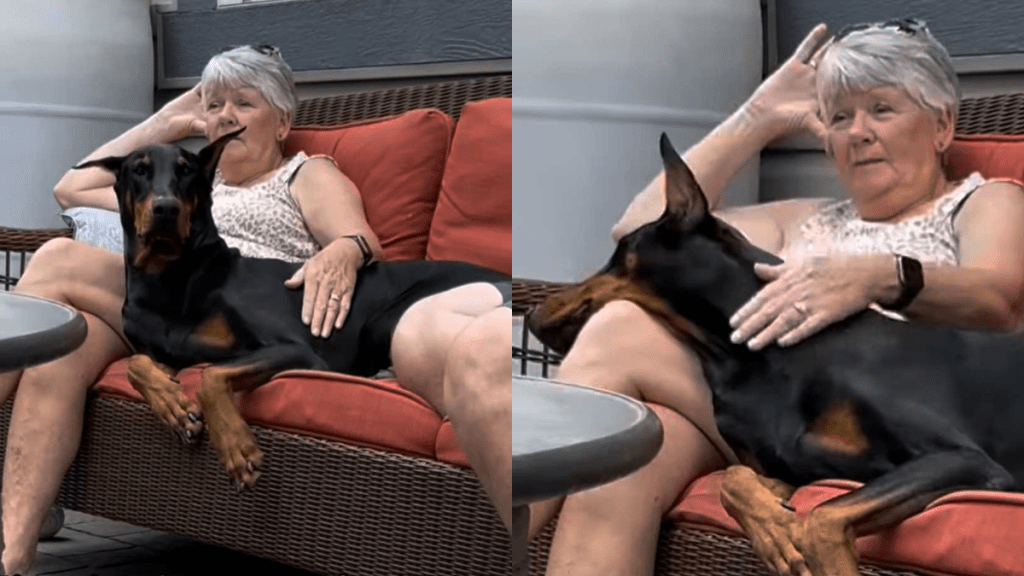 funny dog video