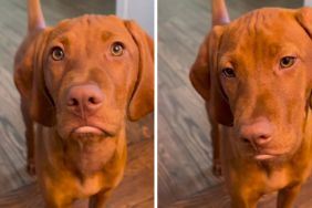 Vizsla puppy pout video