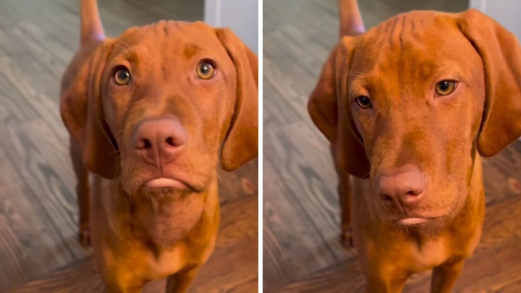 Vizsla puppy pout video