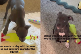 funny and adorable puppy video