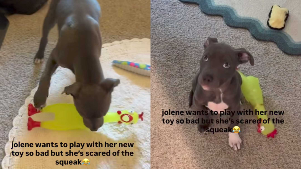 funny and adorable puppy video