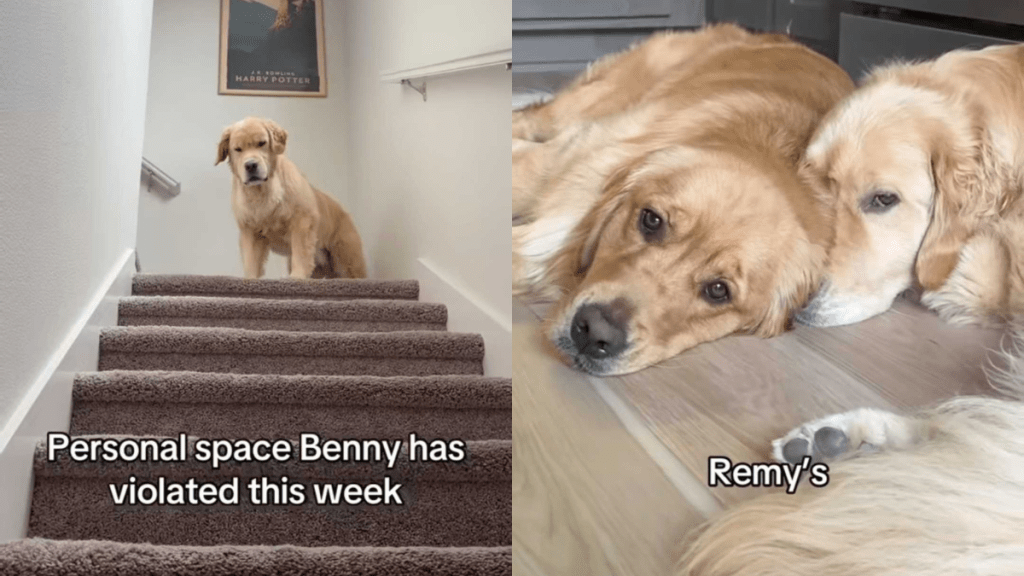 funny dog video