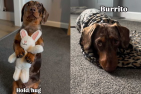 adorable dog video