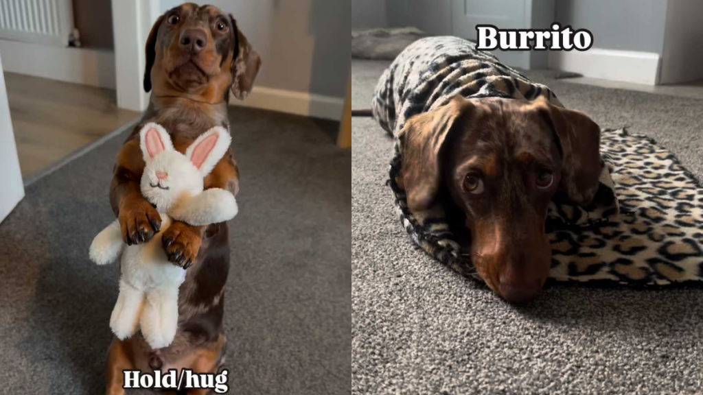 adorable dog video