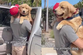 funny dog video
