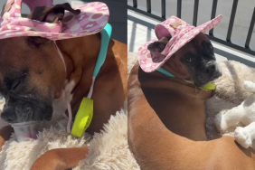 adorable dog video