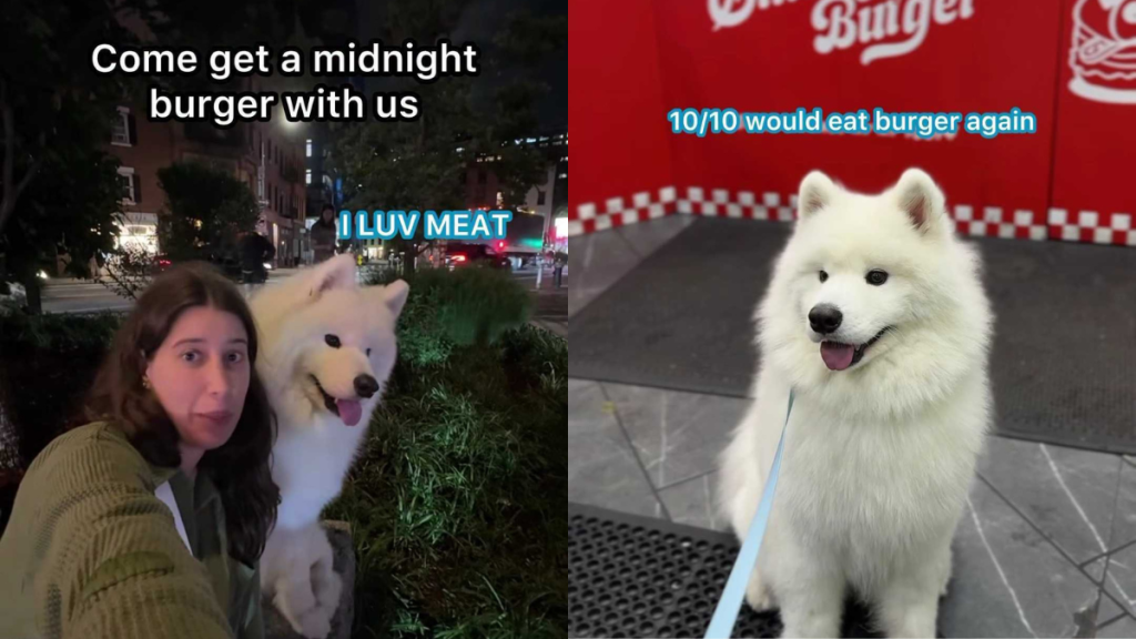 adorable dog video