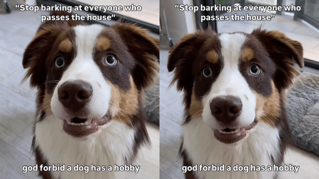 funny dog video
