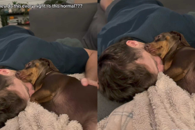 adorable dog video