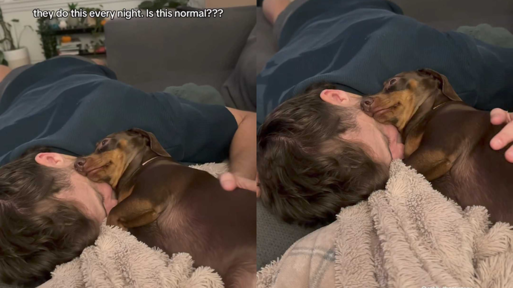 adorable dog video