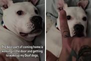 deaf pups video