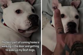 deaf pups video