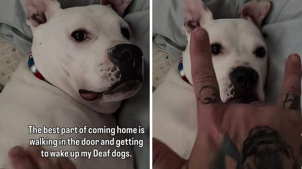 deaf pups video