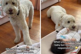 Goldendoodle video