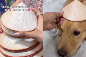 adorable dog video
