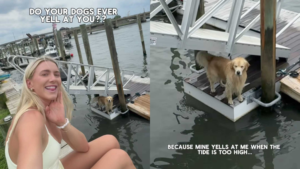 funny dog video