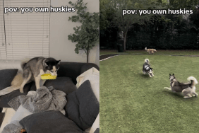 funny dog video