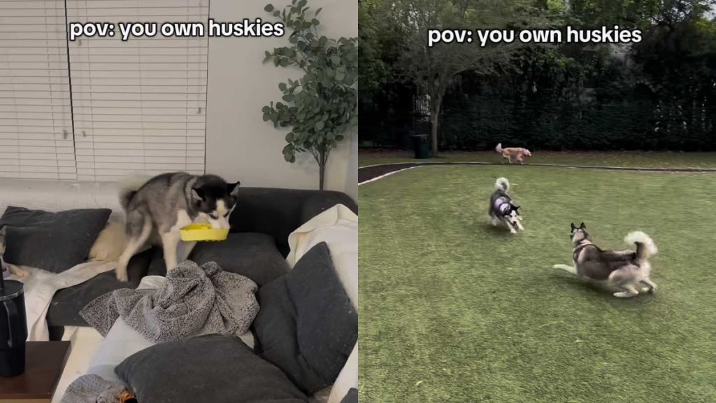 funny dog video